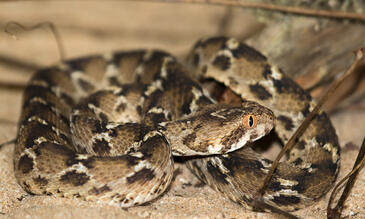A saw scaled viper (Image: R Wilson)